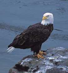 Squamish Eagles